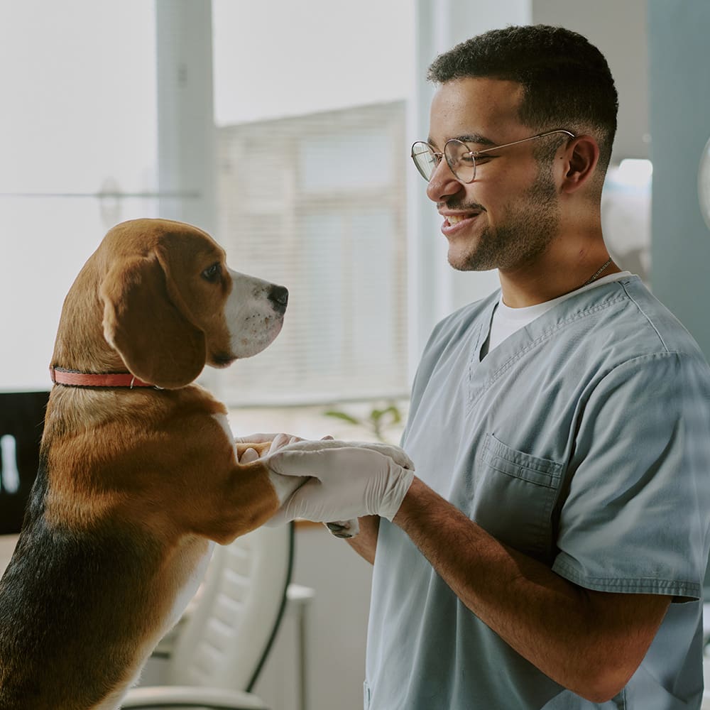 Vet Holding Beagles Paws